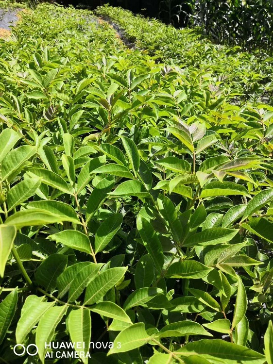 马关树衣子吴茱萸专业种植基地