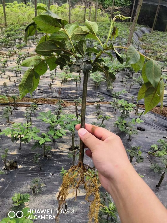 马关树衣子吴茱萸专业种植基地