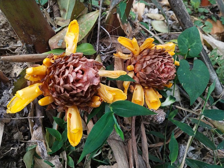 马关草果花开惹人爱