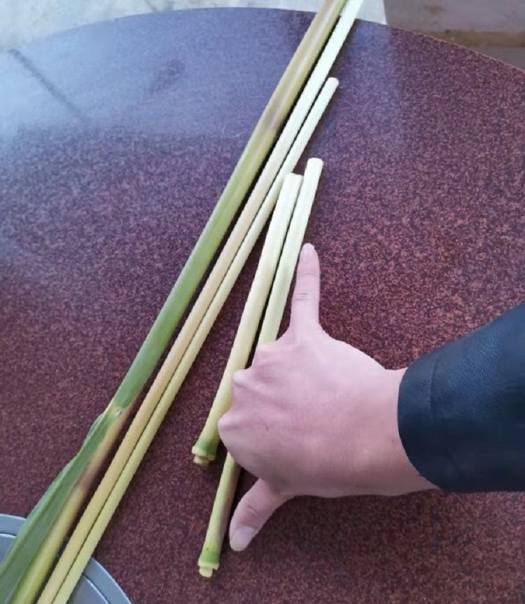 马关长期收购芦苇杆