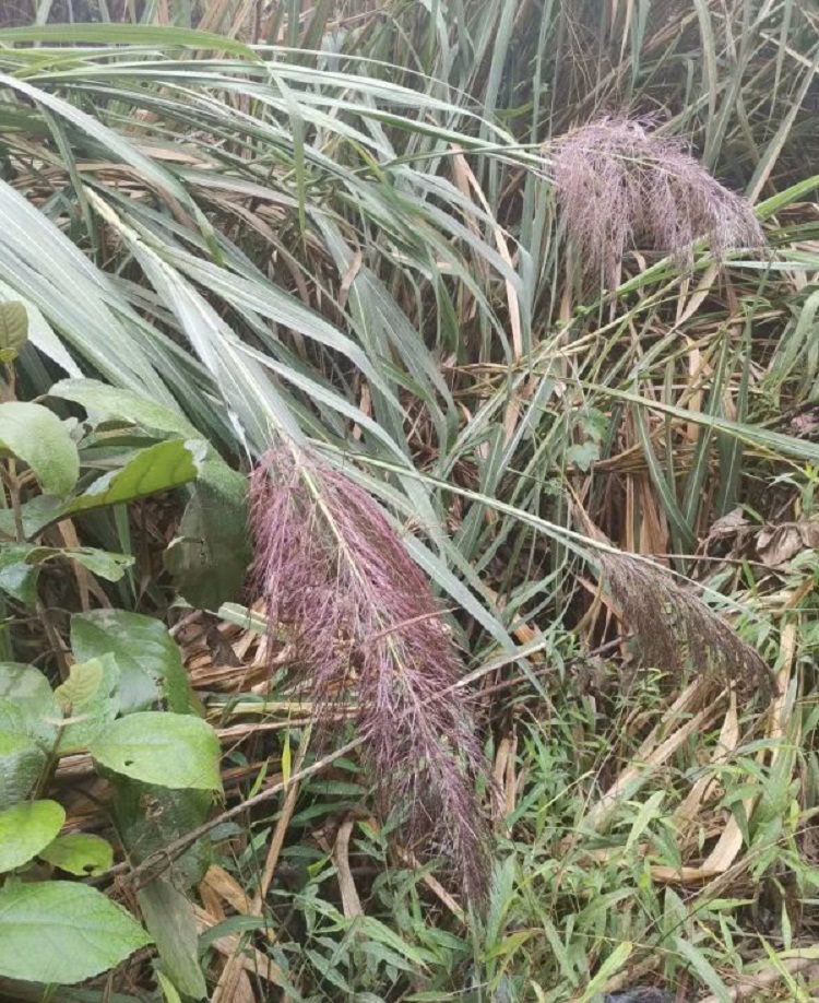 马关长期收购芦苇杆