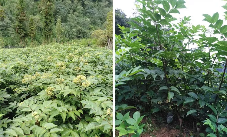 八寨有树衣子苗出售 - 【马捌网】马关综合网-触屏版