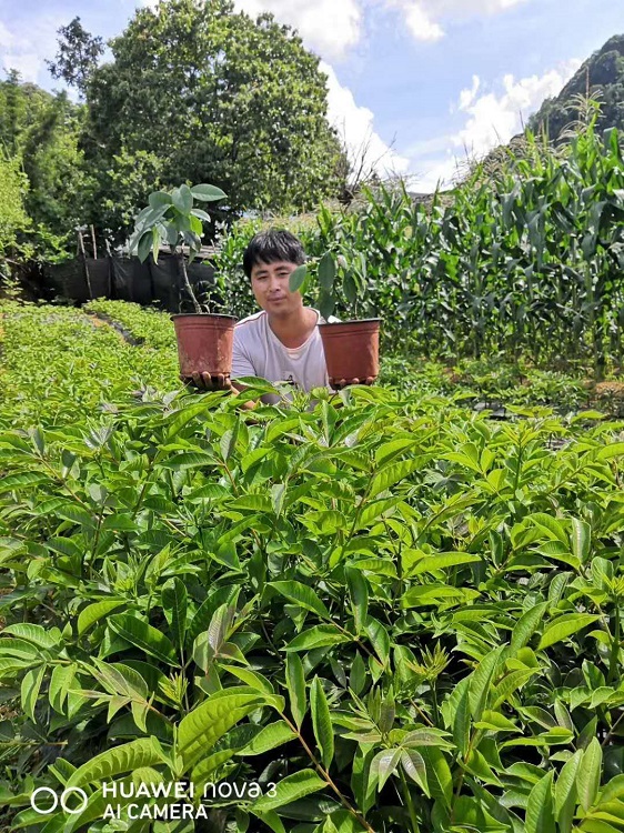 马关树衣子吴茱萸专业种植基地