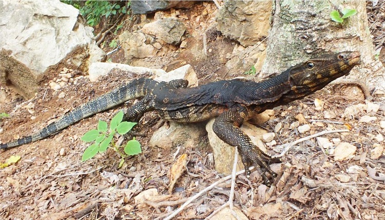 馬關古林箐又發現國家一級重點保護野生動物圓鼻巨蜥