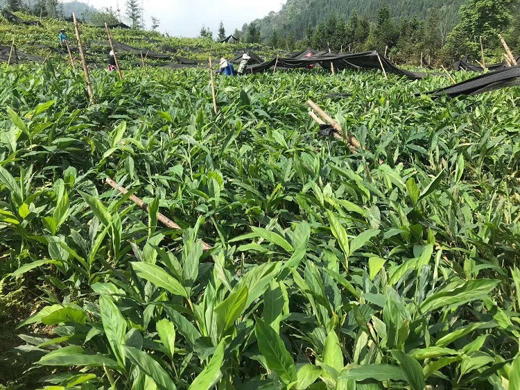 篾厂低价出售草果苗