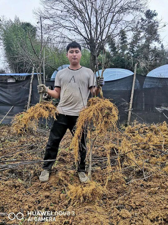 马关树衣子吴茱萸专业种植基地