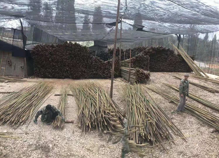 文山马塘竹子大量出售