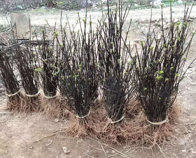 马关树衣子吴茱萸专业种植基地