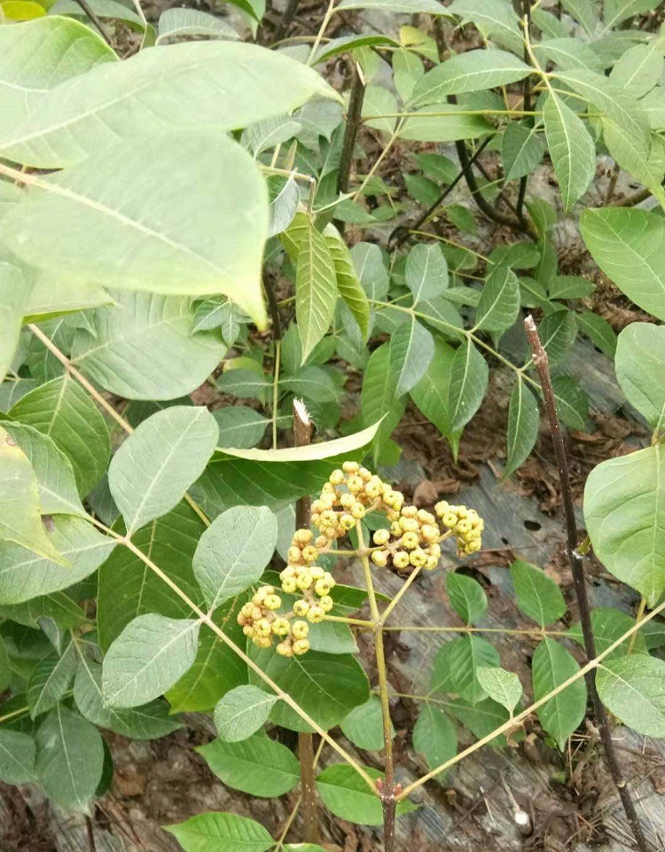 出售树依子枝条