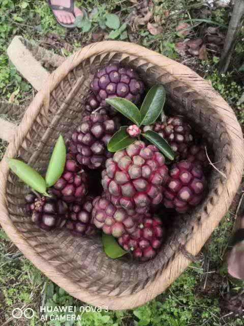 马关树衣子吴茱萸专业种植基地