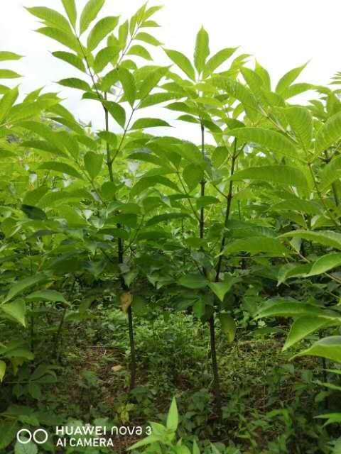 马关树衣子吴茱萸专业种植基地