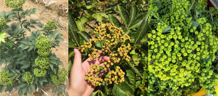 马关树衣子吴茱萸基地挂果预售